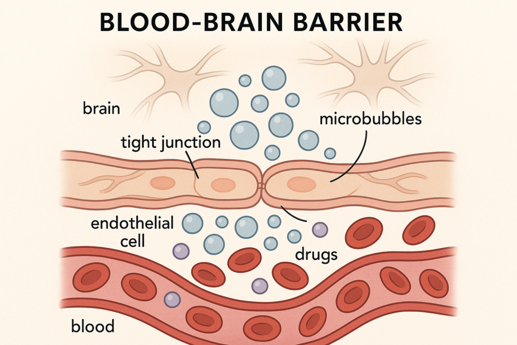 Blood Brain Barrier